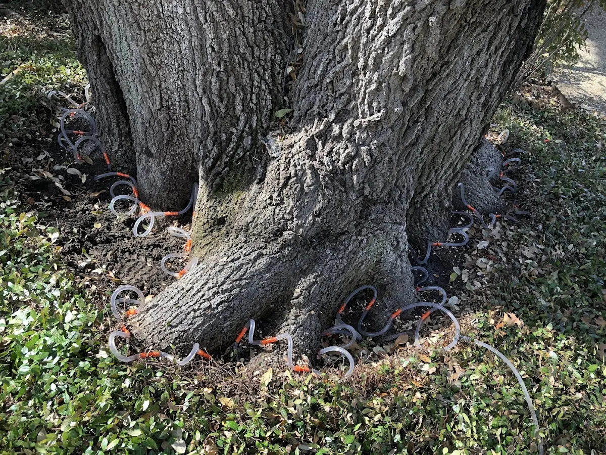Detailed Tree Cabling and Bracing job site in Korbel
