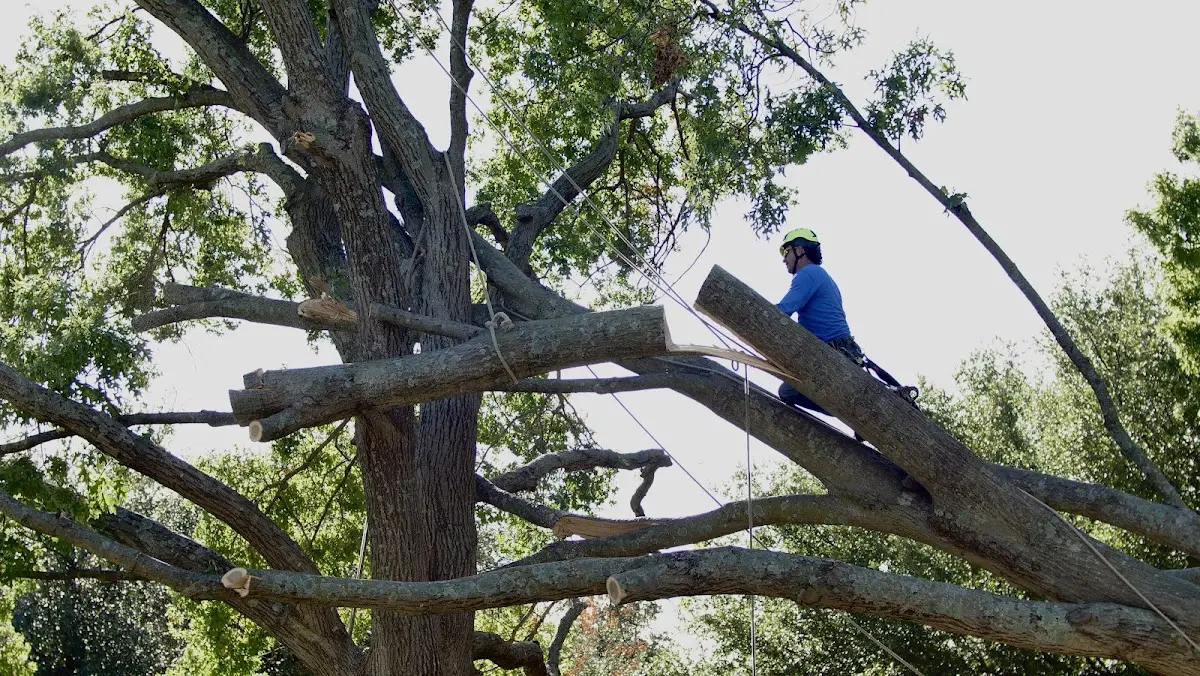 Professional Crown Thinning performed by certified arborists in Korbel